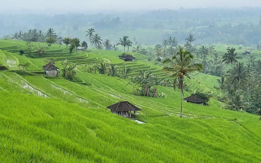 The Jatiluwih Rice Terraces in Bali, Indonesia.